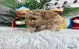 Caniche Toy perros en venta: CANICHE TOY - Anuncio 12