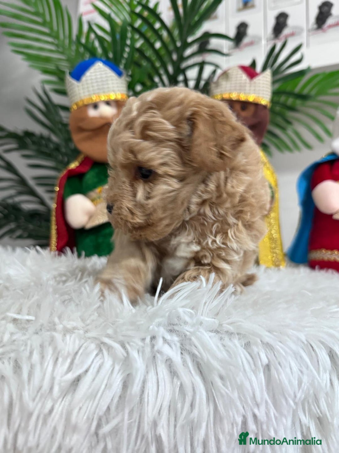 Caniche Toy perros en venta: CANICHE TOY - Anuncio 12