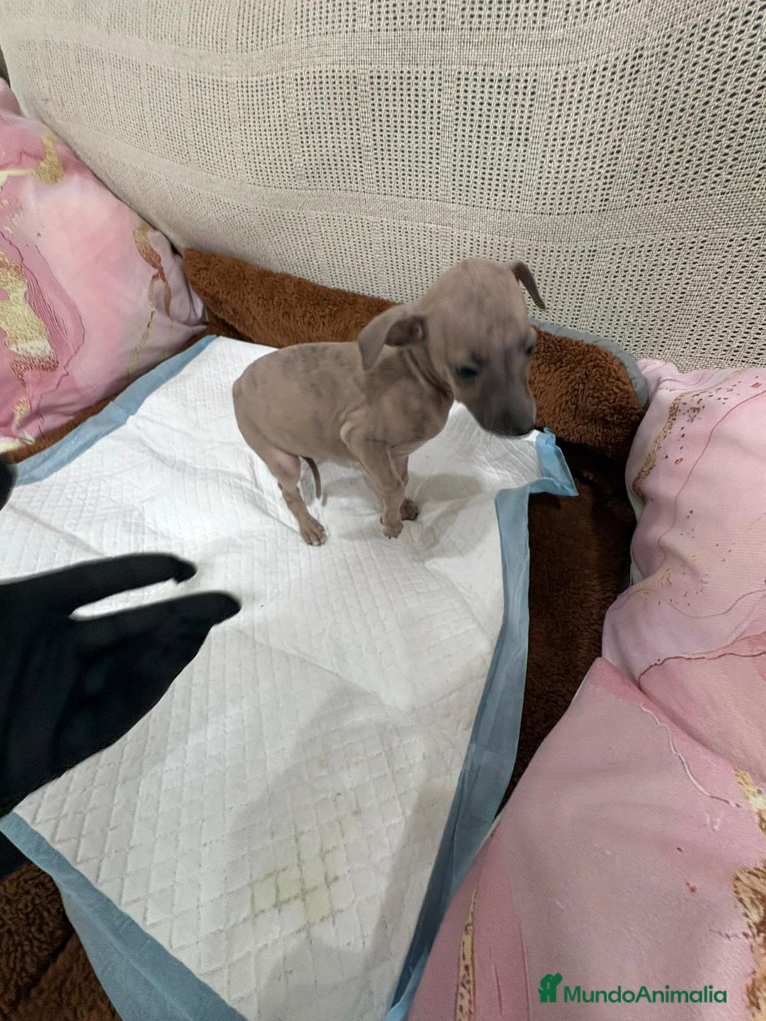 Whippet perros en venta: Whippet  - Anuncio 10