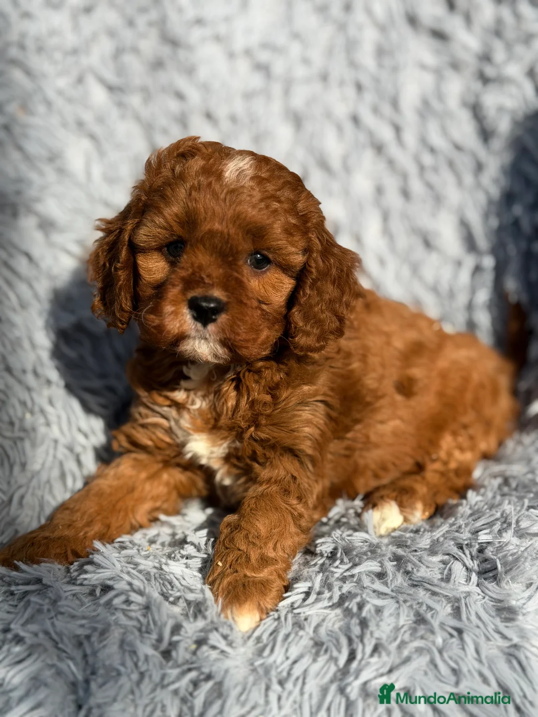 Cavapoo perros en venta: Cavapoo f1 - Anuncio 4