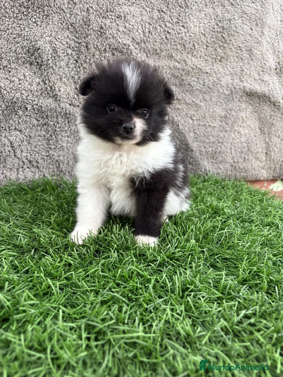 Pomerania perros en venta: Macho toy lulu de Pomerania Party negro blanco  - Anuncio 3