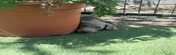 Weimaraner perros en venta: BRACO DE WEIMAR - Anuncio 24