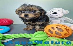 Yorkshire Terrier perros en venta: Yorkshire Hembra CJMM 2436 AQUANATURA - Imagen 6