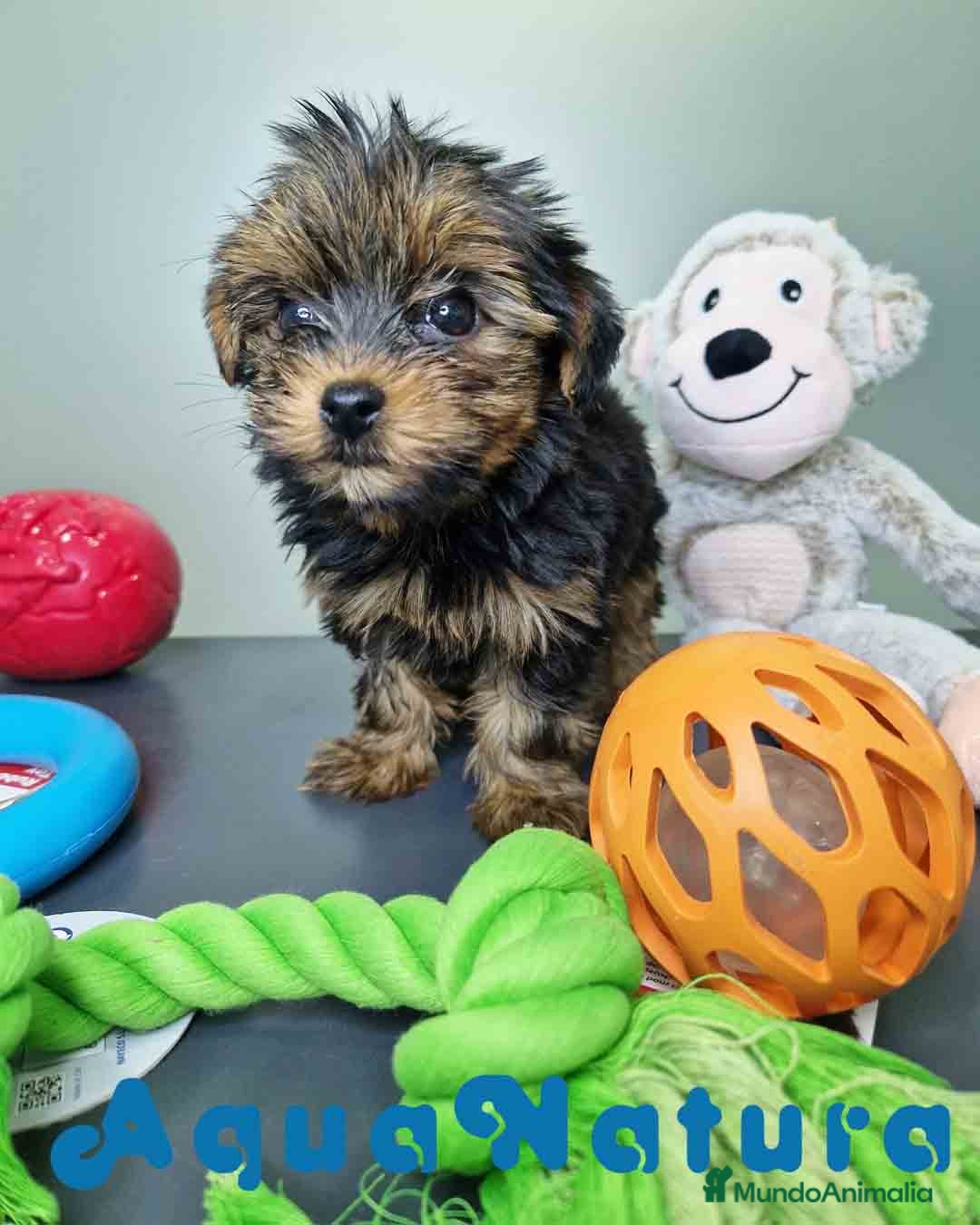 Yorkshire Terrier perros en venta: Yorkshire Hembra CJMM 2436 AQUANATURA - Imagen 6