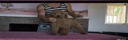Caniche Gigante perros en venta: Caniches gigantes apricot  - Anuncio 9