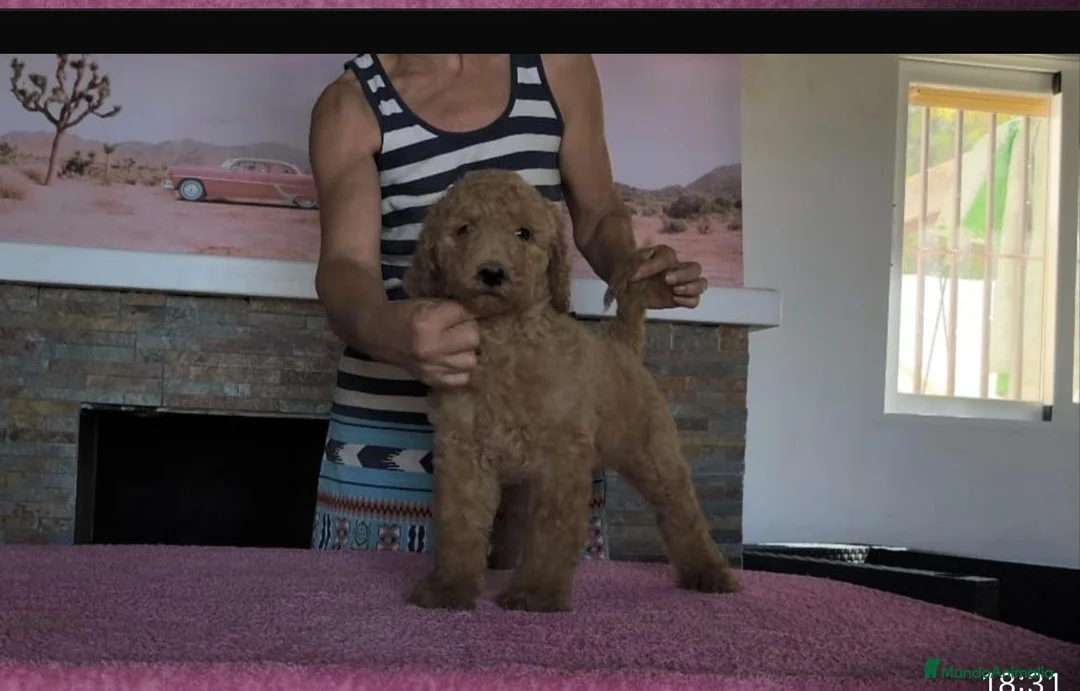 Caniche Gigante perros en venta: Caniches gigantes apricot  - Anuncio 9