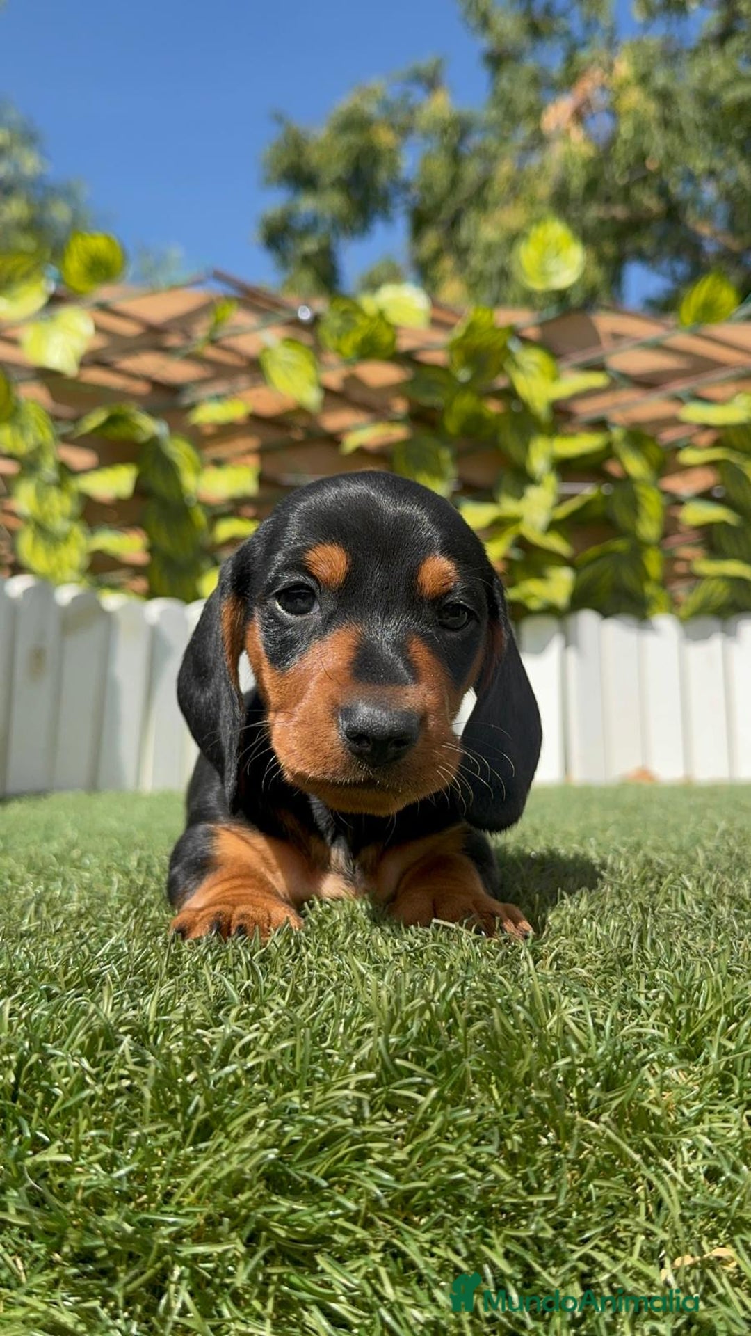 Teckel Miniatura perros en venta: TECKEL MINIATURA - Imagen 15
