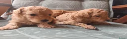 Caniche Toy perros en venta: Caniche toy PRECIO REAL en Álava - Anuncio 13