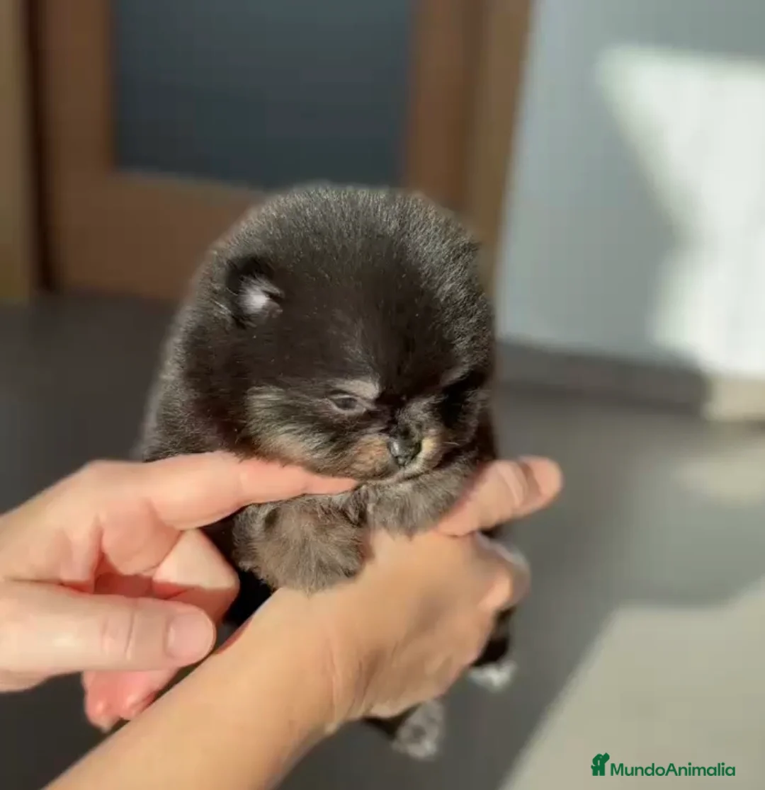 Pomerania perros en venta: Lulú de pomerania colores exoticos  - Anuncio 2