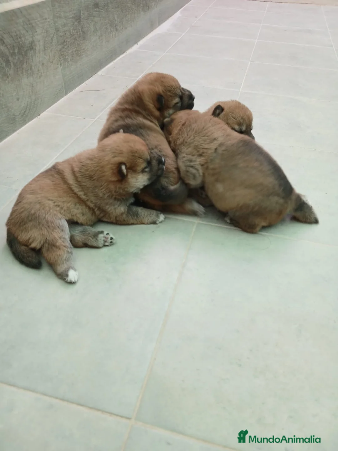 Shiba Inu perros en venta: SHIBA INU - Anuncio 2