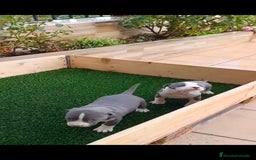 American Staffordshire-Terrier perros en venta: Estanford  - Anuncio 3