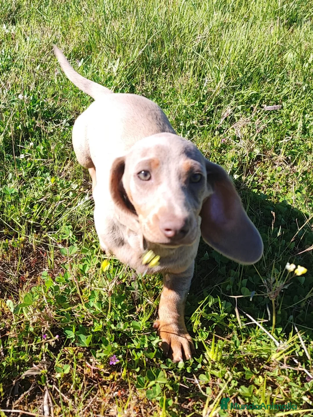 Teckel Miniatura perros en venta: TECKEL MINI ISABELLA MACHO - Anuncio 2