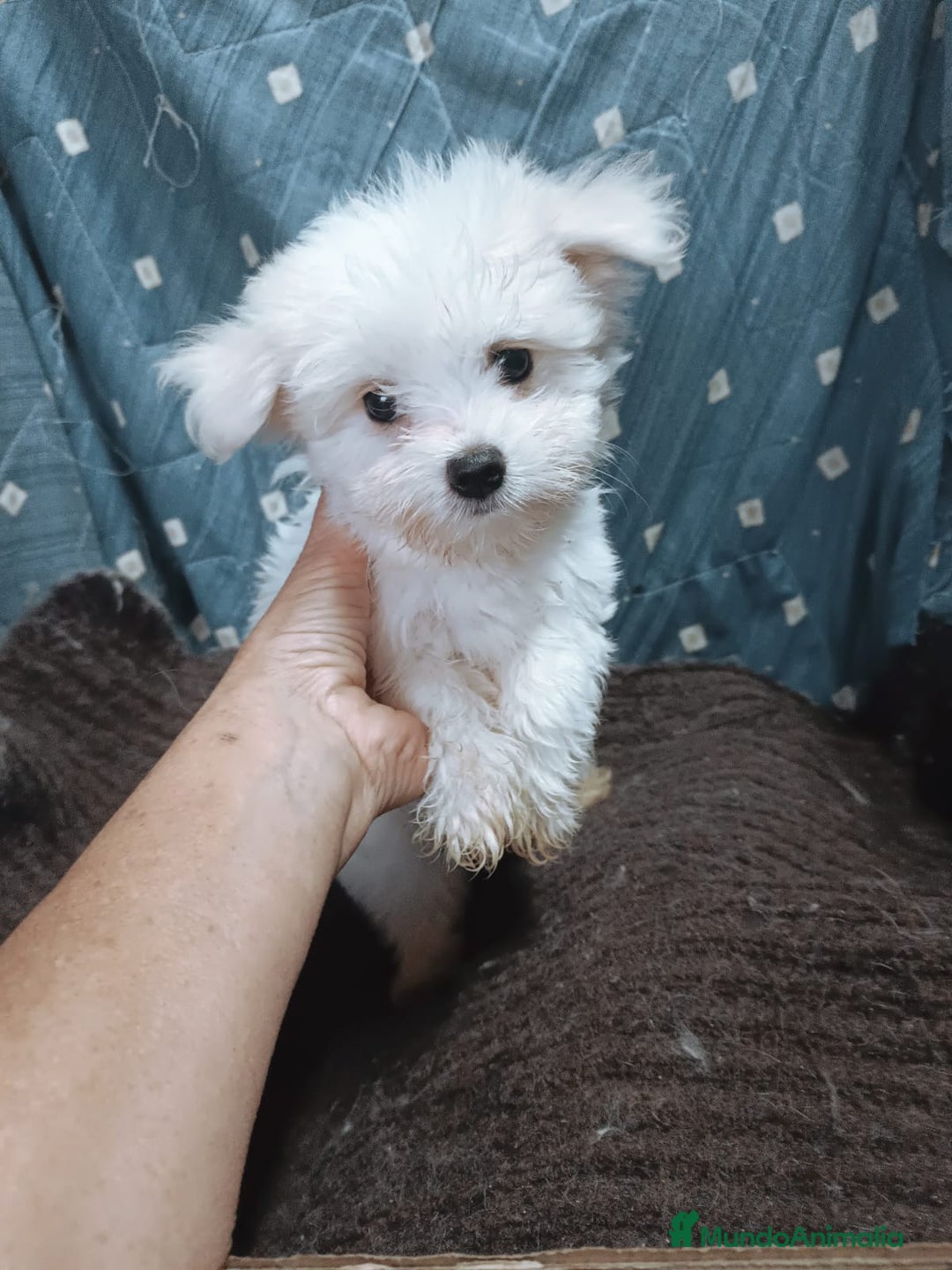 Bichón Maltés perros en venta: MACHITO CHIQUITIN DE BICHÓN MALTÉS - Anuncio 2