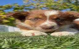 Border Collie perros en venta: BORDER COLLIE - Anuncio 11