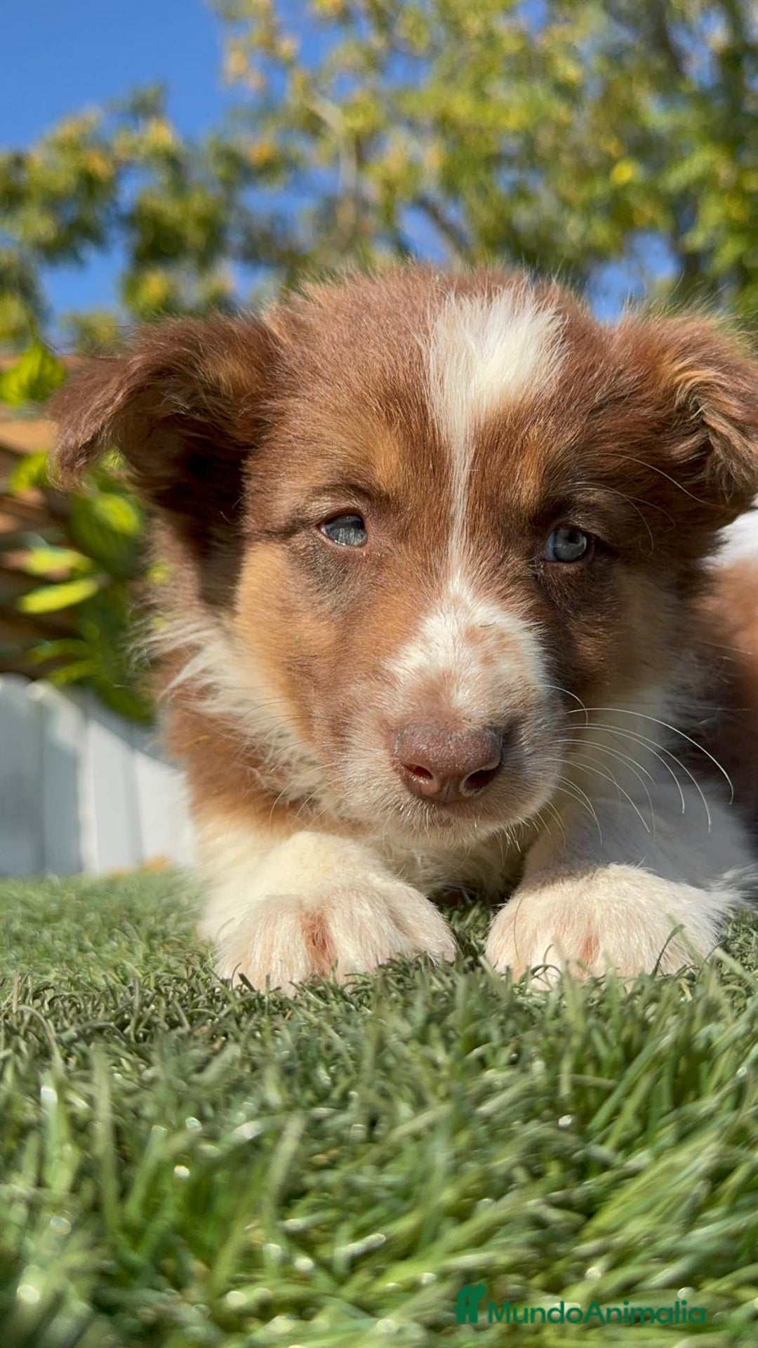 Border Collie perros en venta: BORDER COLLIE - Anuncio 11