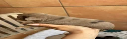 Chihuahua perros en venta: Hembra Chihuahua chocomerle🩷🐾 - Anuncio 5