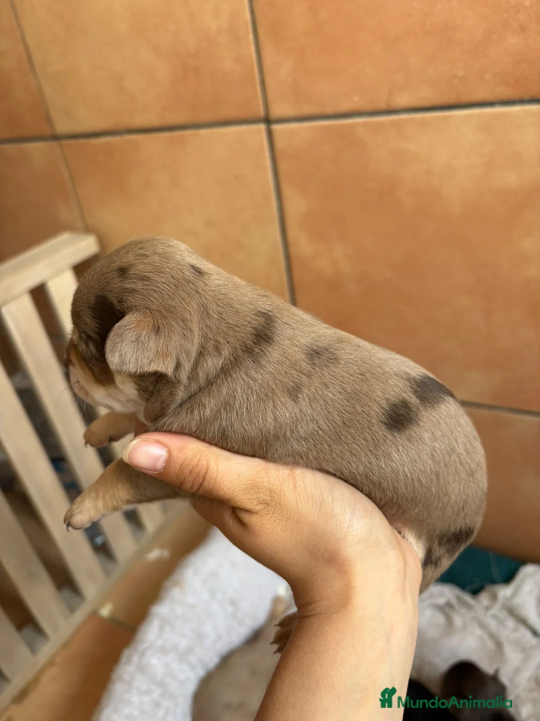 Chihuahua perros en venta: Hembra Chihuahua chocomerle🩷🐾 - Anuncio 5