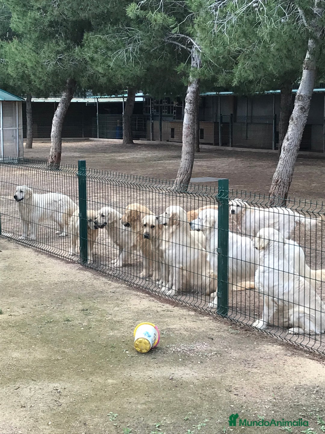 Golden Retriever perros en venta: Cachorros golden retriever con pedigree  - Anuncio 16