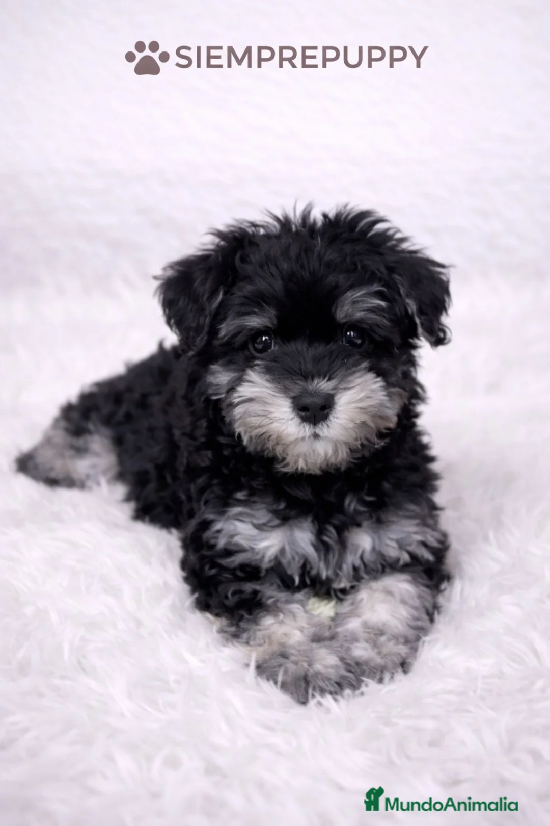 Schnauzer Miniatura perros en venta: CACHORRITOS SCHNAUZER MINIATURA - Anuncio 2