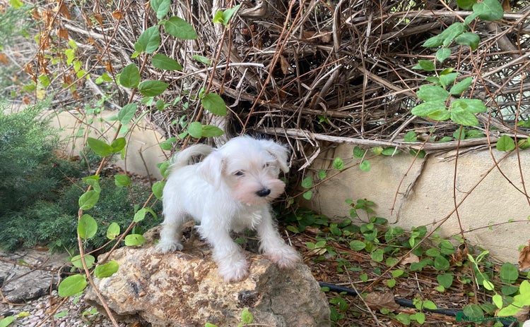 Schnauzer Miniatura perros - Anuncio 1