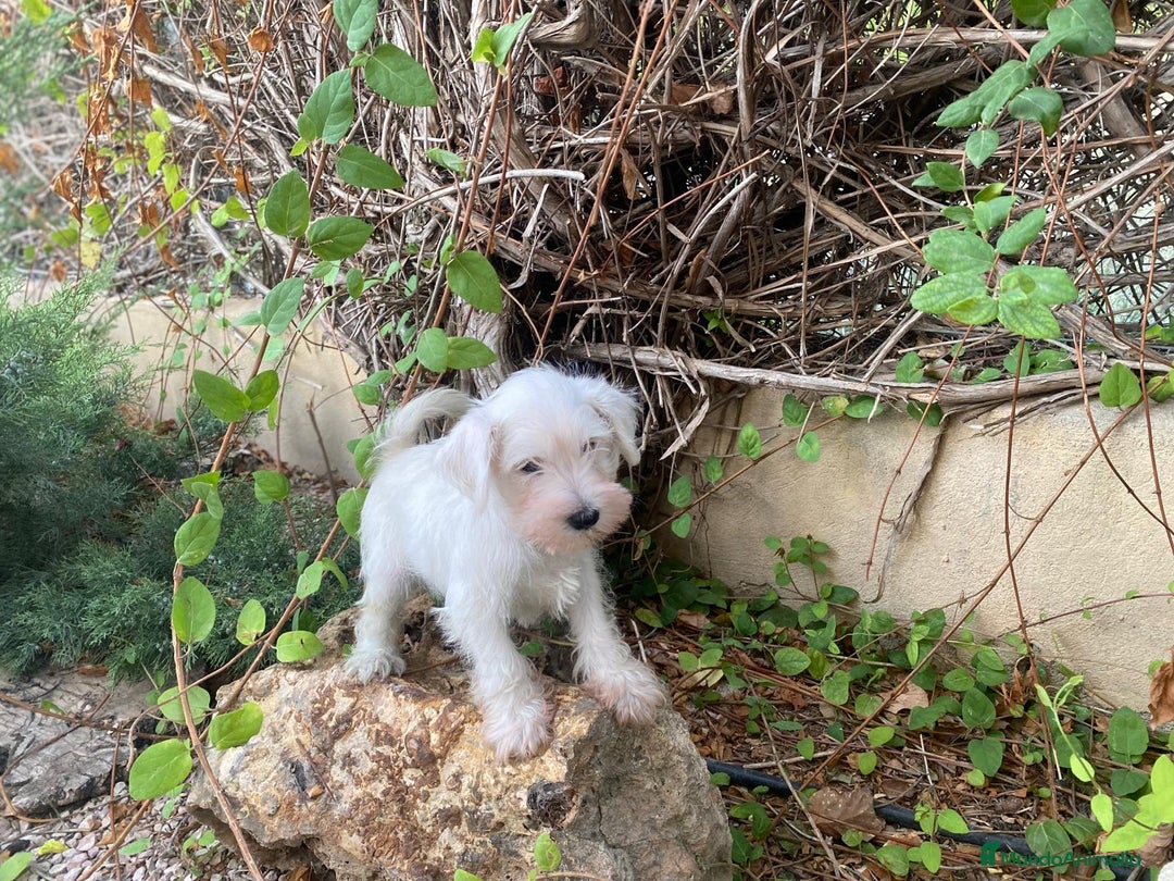 Schnauzer Miniatura perros en venta: Perro Salsicha   - Imagen 1