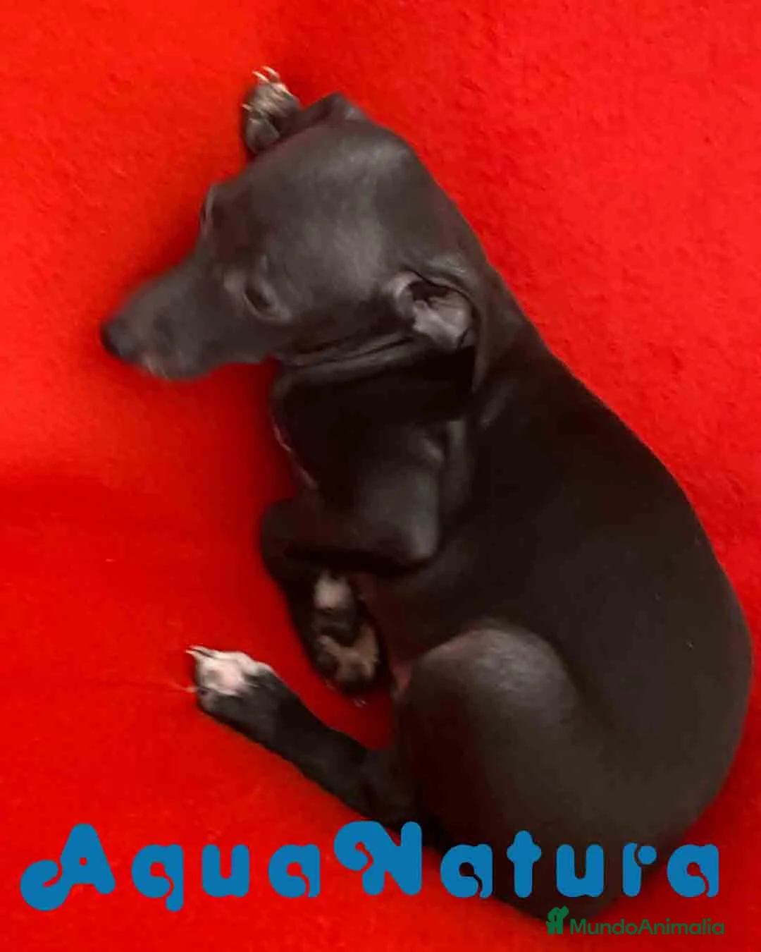 Pequeño Lebrel Italiano perros en venta: Lebrel Italiano Macho 7347 de BN - AQUANATURA en Barcelona - Anuncio 7