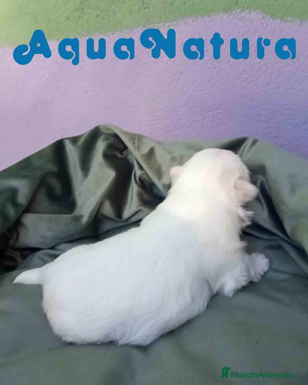 Bichón Maltés perros en venta: Bichon Maltes Macho 2 AQUANATURA - Imagen 3