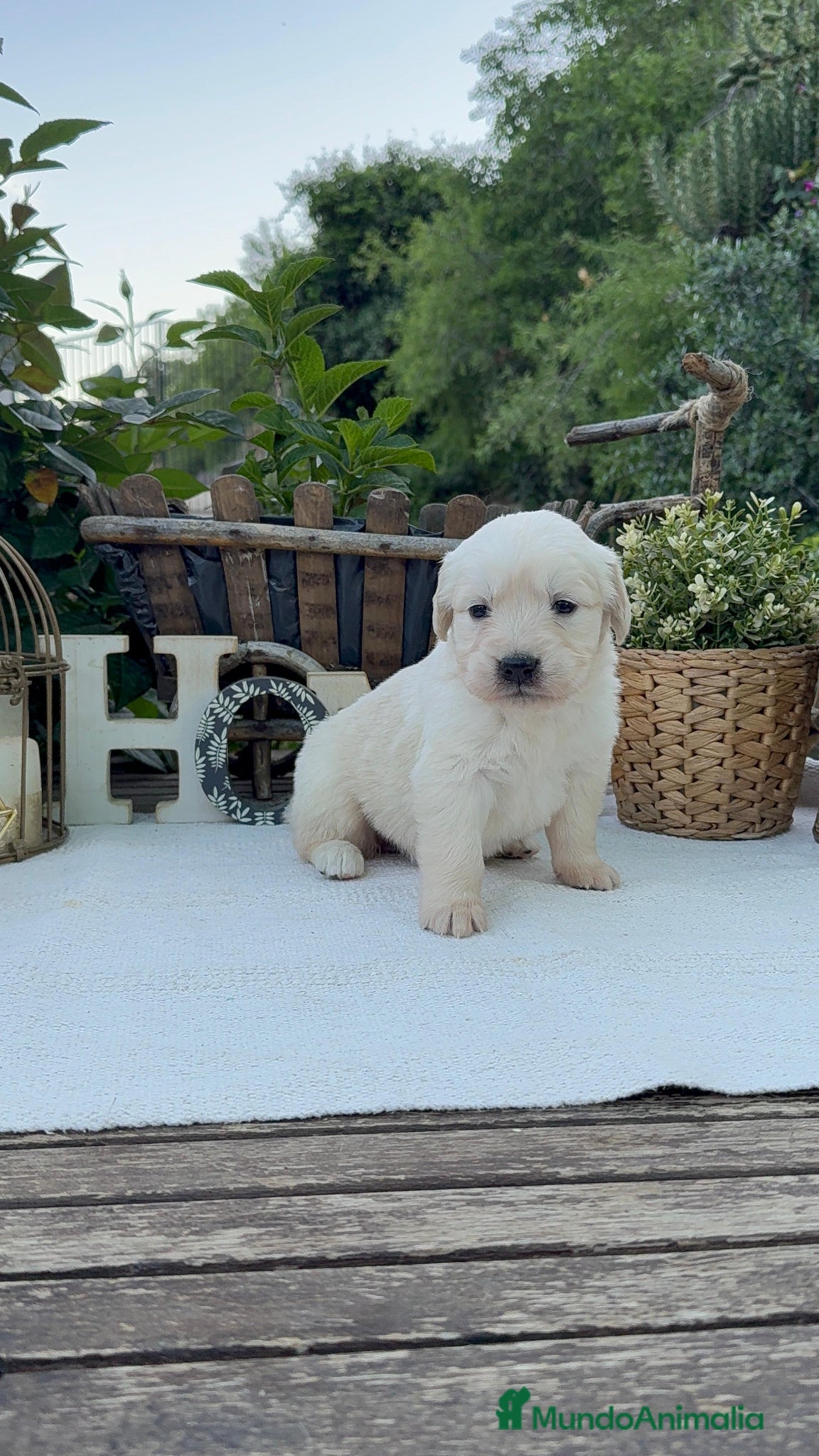 Golden Retriever perros Golden retriever bebe Hembra disponibles  - Anuncio 2
