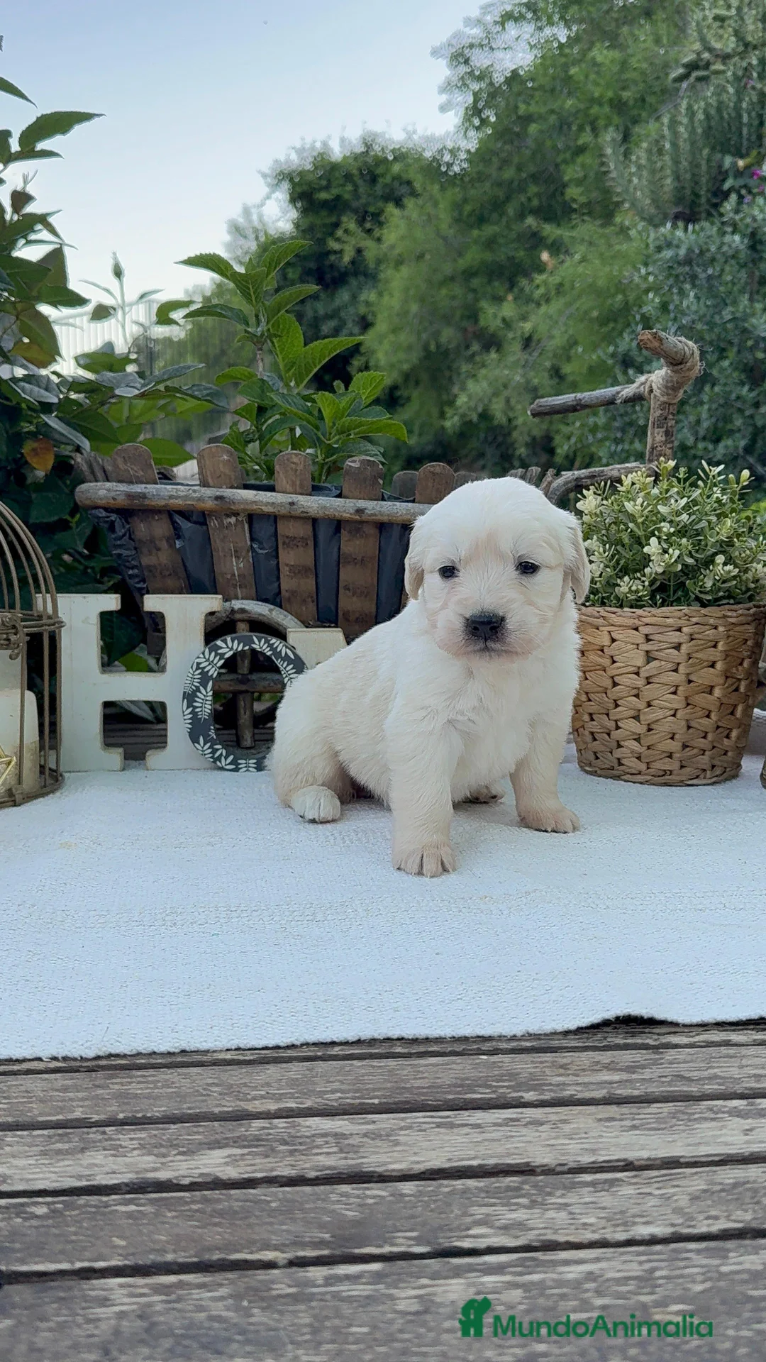 Golden Retriever perros en venta: Golden retriever bebe Hembra disponibles  - Anuncio 2