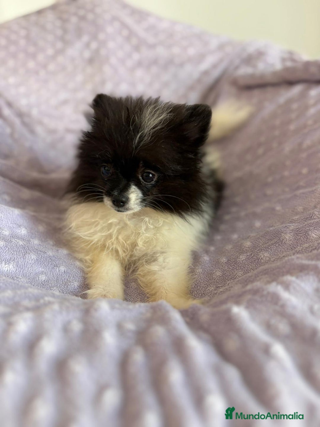Pomerania perros en venta: Lulu pomerania MICRO TOY  - Imagen 1