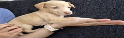 Podenco Andaluz perros en venta: Cachorros podenco andaluz puro - Anuncio 16