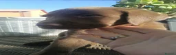 Labrador Retriever perros en venta: Espectaculares labradores chocolate🐶🐾 en Cádiz - Anuncio 3