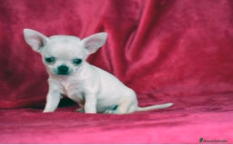 Chihuahua perros en venta: Chihuahua  - Imagen 1