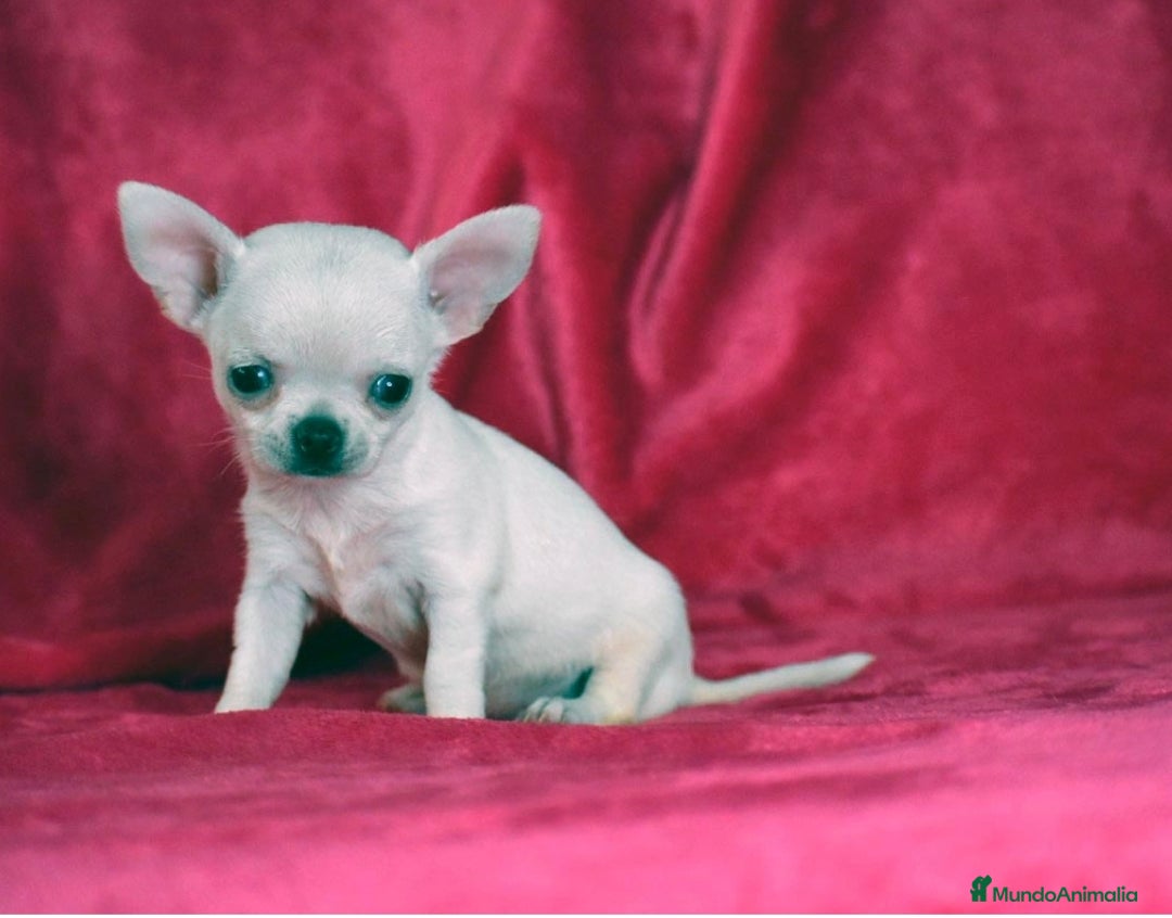Chihuahua perros en venta: Chihuahua  - Imagen 1