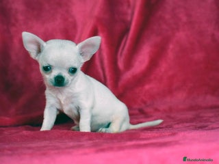 Chihuahua perros - Anuncio 13