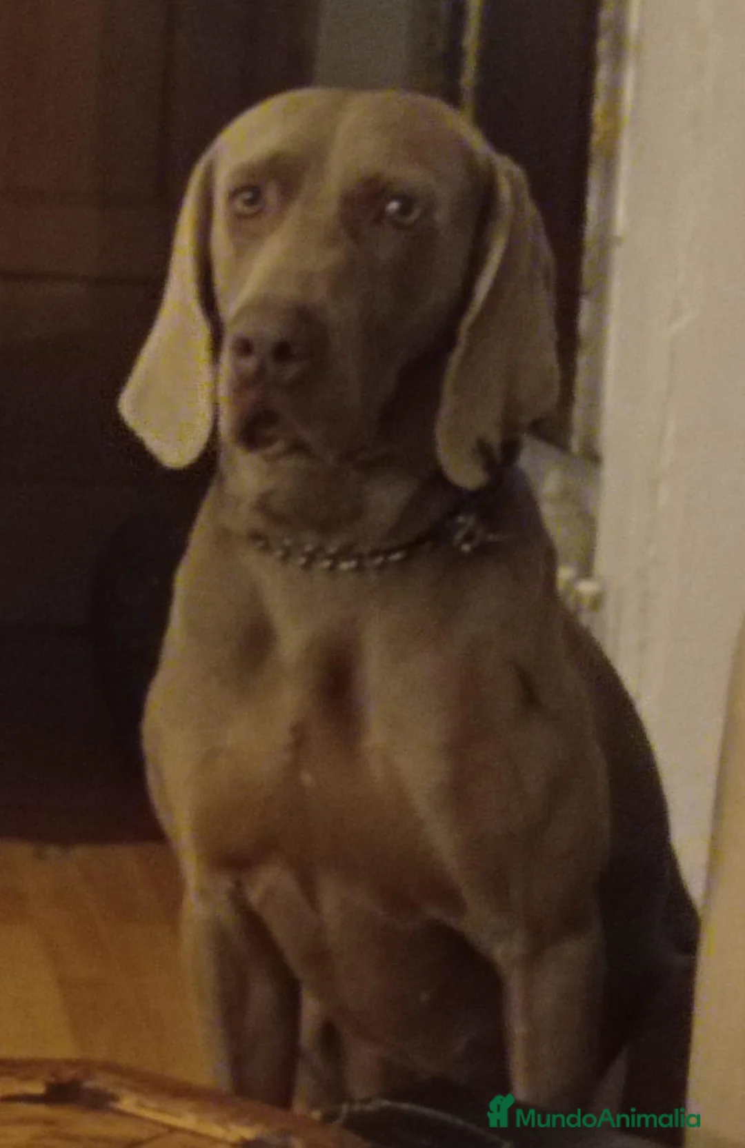 Weimaraner perros en venta: Último Braco de weimar  - Anuncio 8
