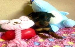 Pinscher Miniatura perros en venta: cachorros de Pinscher Miniatura - Anuncio 2