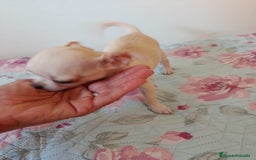 Chihuahua perros en venta: Chihuahua toy en Valencia  - Imagen 2