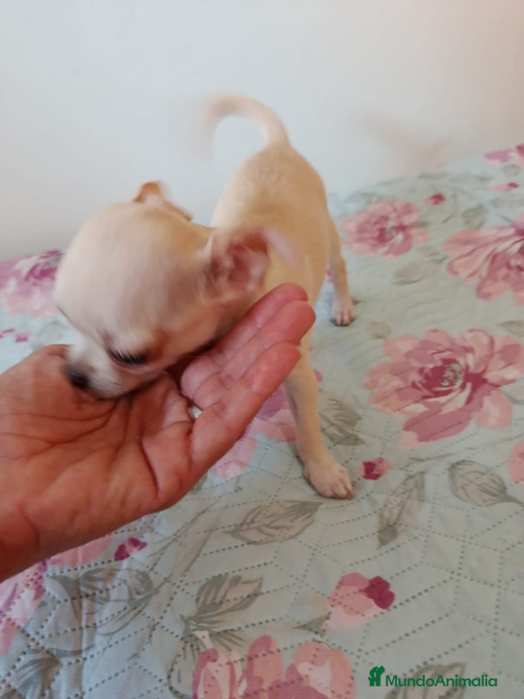 Chihuahua perros en venta: Chihuahua toy en Valencia  - Imagen 2