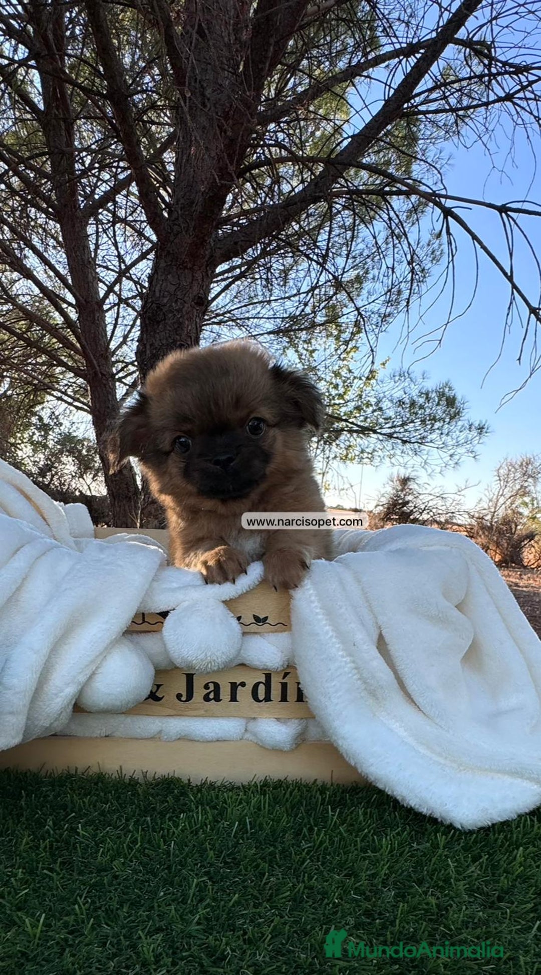 Chihuahua perros en venta: CAMADA DE CHIHUAHUA PELO LARGO - Imagen 2