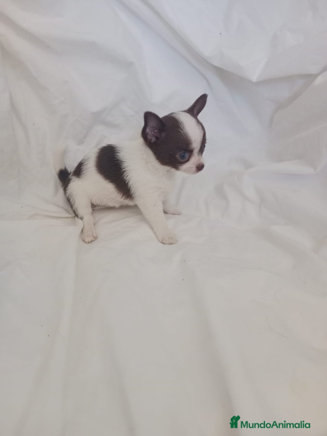 Chihuahua perros en venta: IMPRESIONANTE  CHIHUAHUA   LINEA  TOY  - Anuncio 20