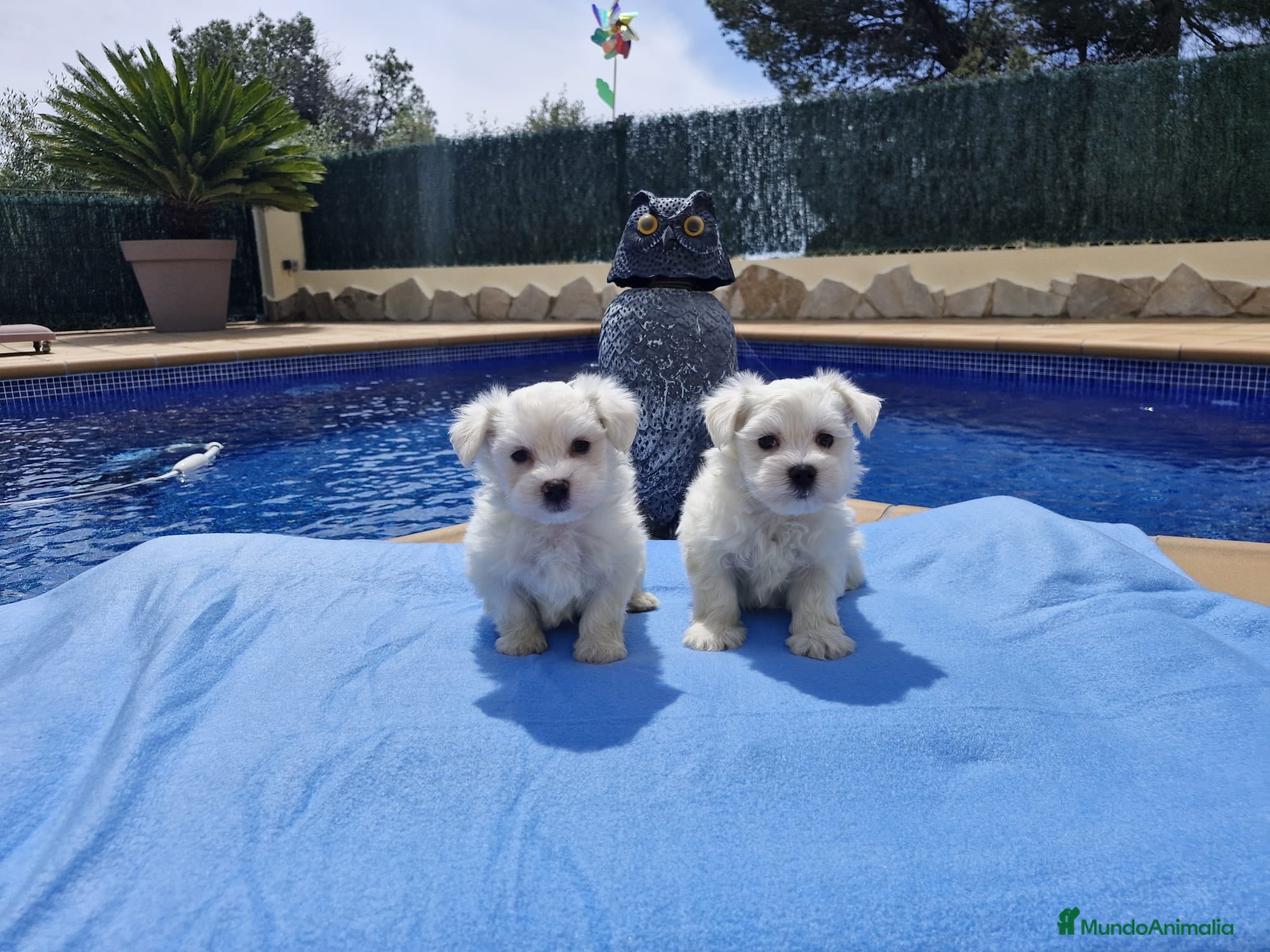 Bichón Maltés perros Bichón Maltés preciosos  en Barcelona - Anuncio 2