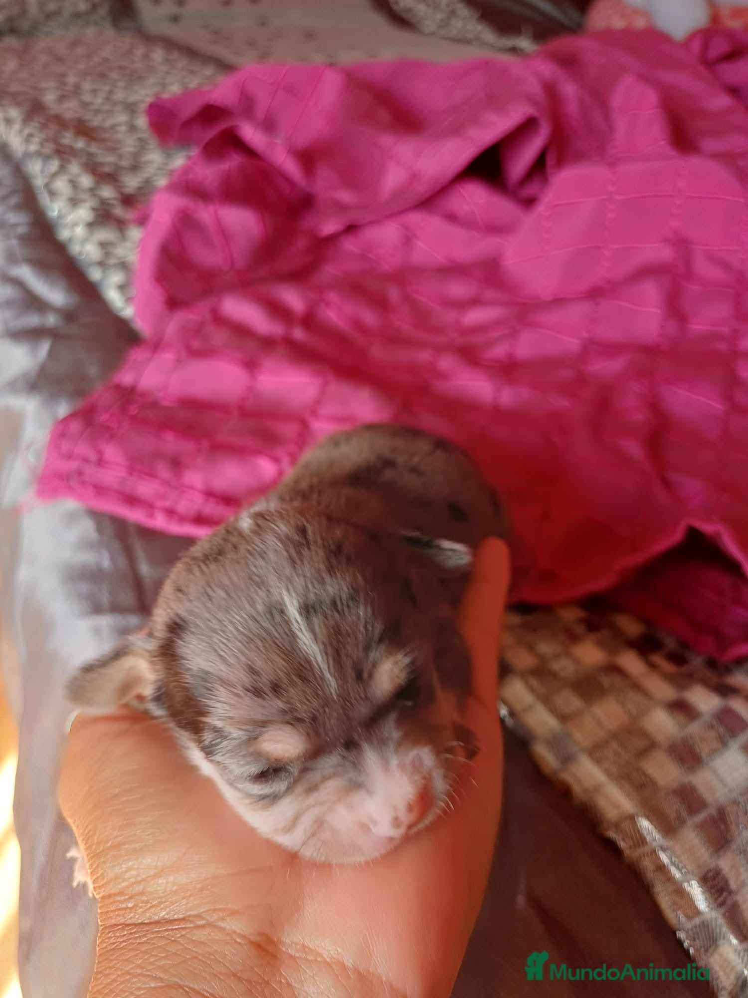 Chihuahua perros Chihuahua macho merle🩵🐾🐶 - Anuncio 2