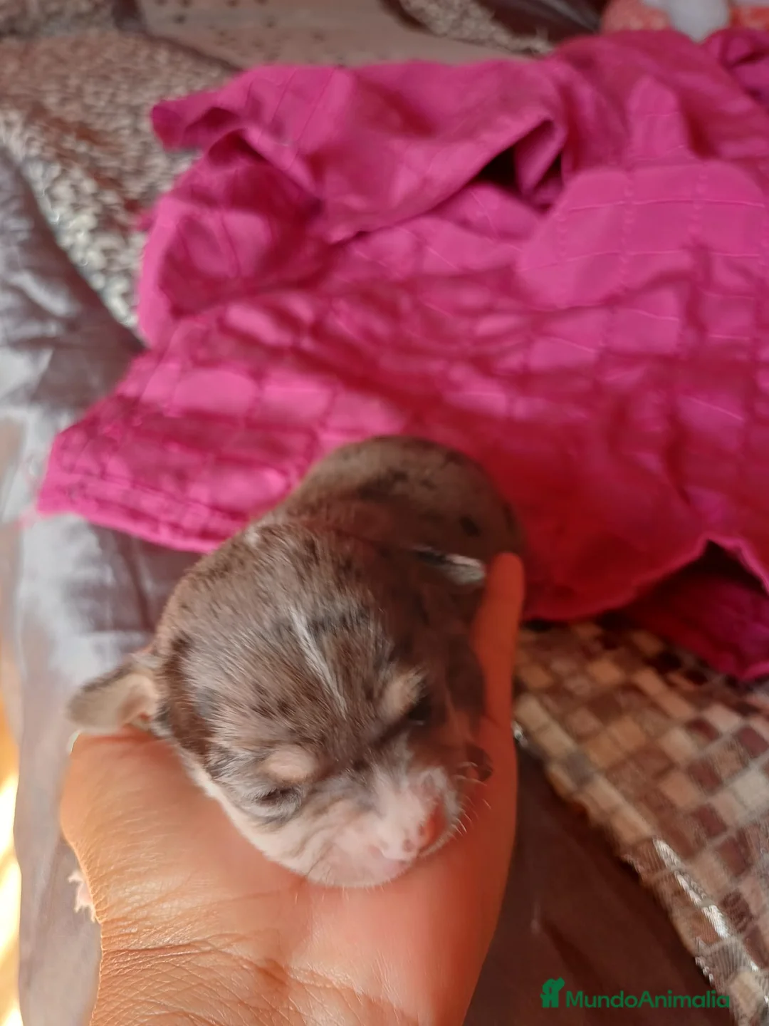 Chihuahua perros en venta: Chihuahua macho merle🩵🐾🐶 - Anuncio 1