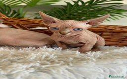 Sphynx gatos en venta: GATITAS SPHYNX - Anuncio 19