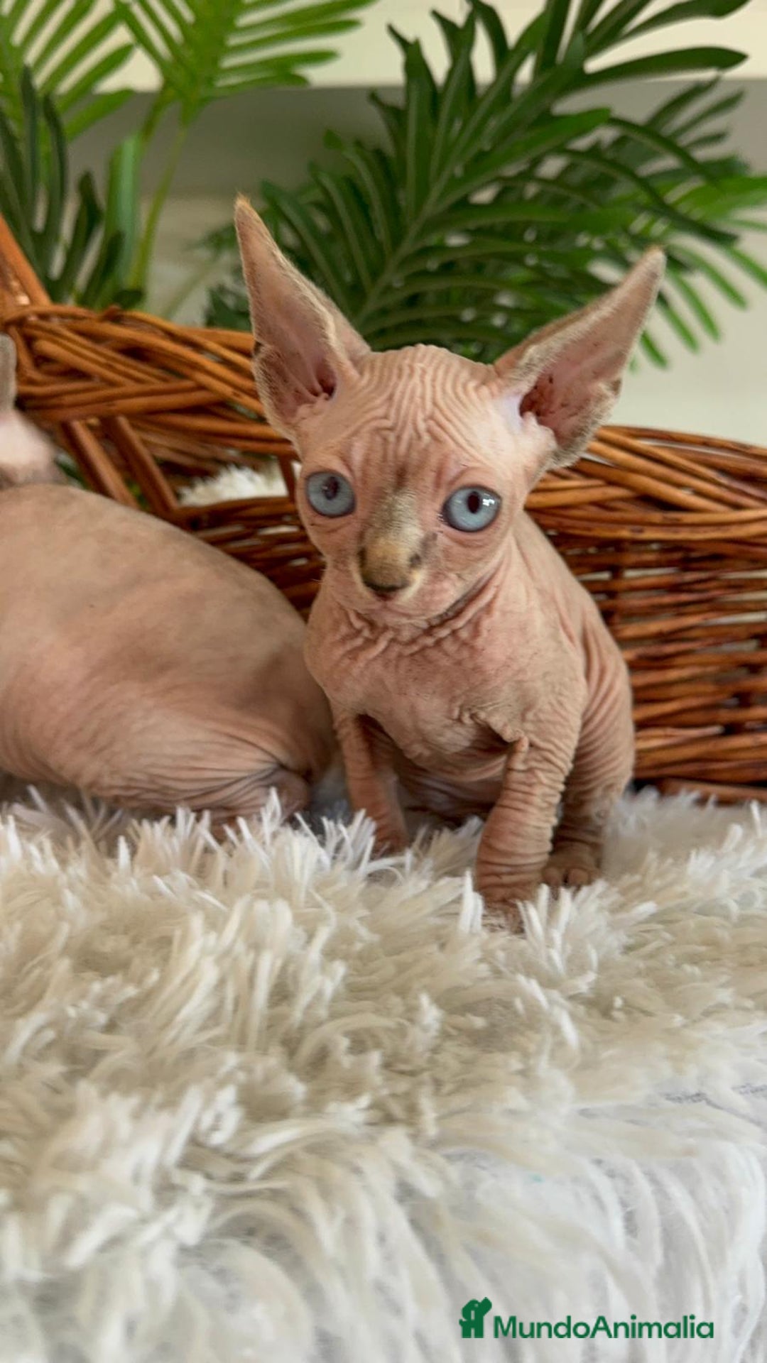 Sphynx gatos en venta: GATITAS SPHYNX - Anuncio 19