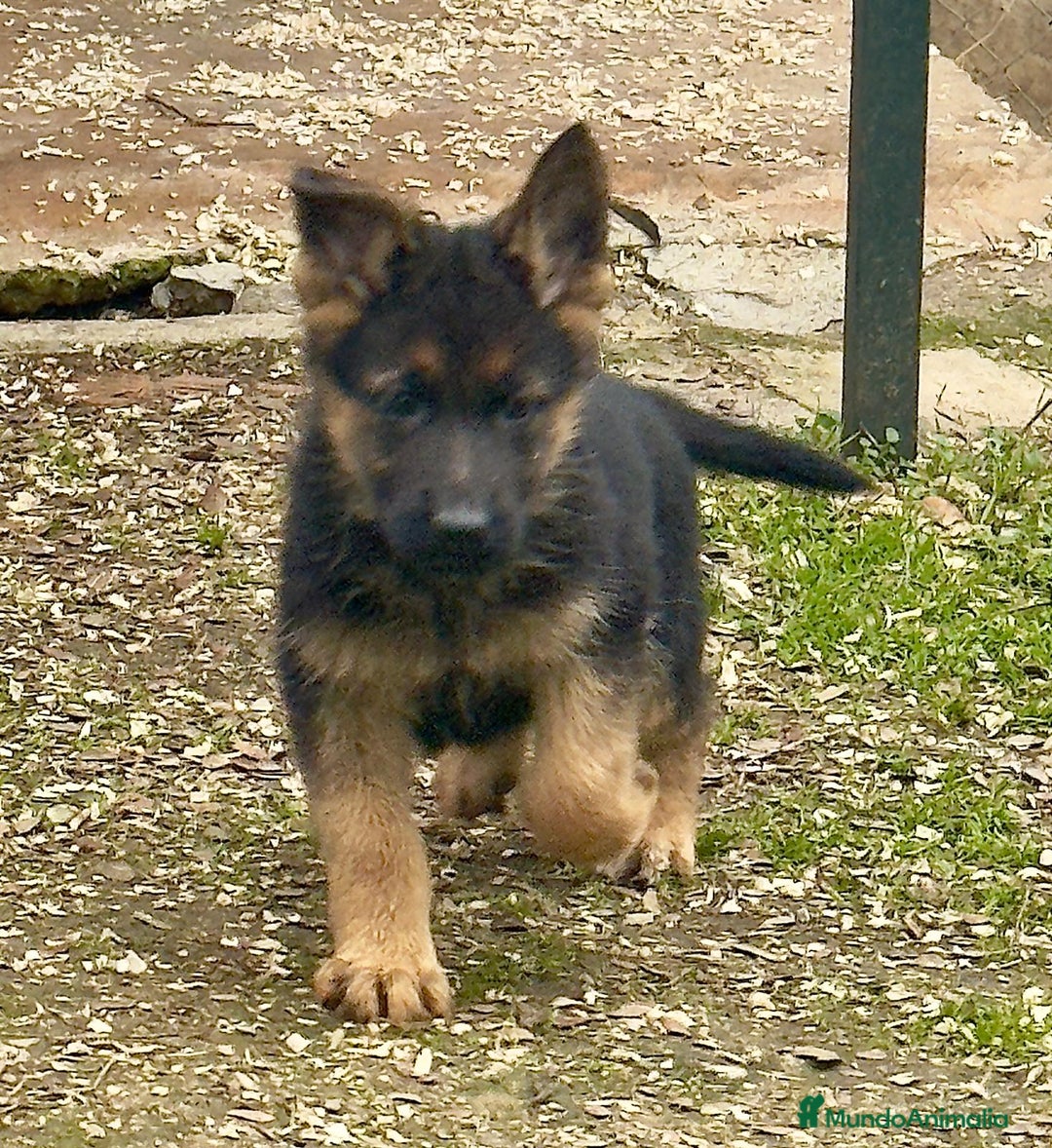 Pastor Alemán perros en venta: Pastor alemán belleza  - Anuncio 9