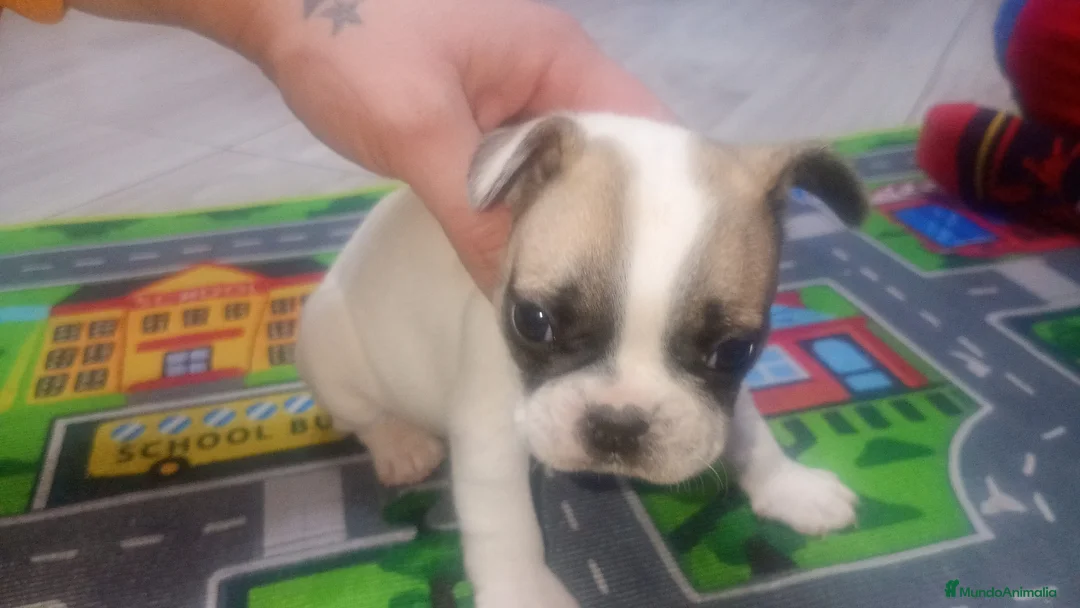 Bulldog Francés perros en venta: Bulldog francés  - Anuncio 3