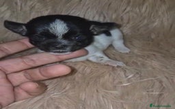 Chihuahua perros en venta: Chihuahua mini-toy ruso - Imagen 18