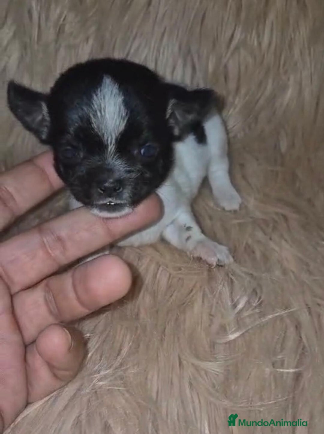 Chihuahua perros en venta: Chihuahua mini-toy ruso - Imagen 18